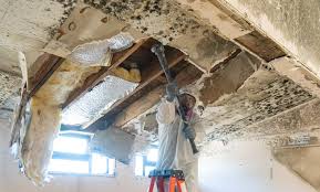 Best Industrial Mold Remediation  in Tyndall Af, FL